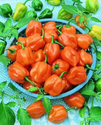 Picture of Habanero Orange Chilli Pepper